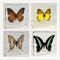 나비표본/나비박제 과학시간 과제/교육용 7.5cm, 주황색 날개 나비