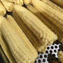 괴산 대학 찰 옥수수 20개/30개, 찐 대학찰 옥수수 상품_15cm이상_15개