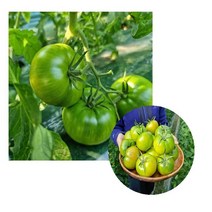 대저 짭짤이 토마토 1kg 2.5kg 대저토마토 짭짤이 대저짭짤이 완숙토마토 국산토마토