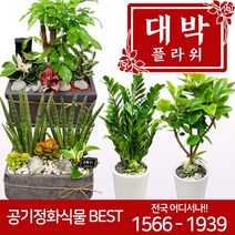 대박플라워 공기정화식물 개업화분 집들이 인테리어 관엽식물 꽃배달, 18.크로톤A, 1개
