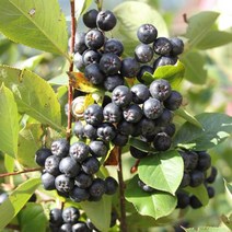 묘목/아로니아 개량 퍼플초크베리 삽목 2년 포트묘/3주 KJ511