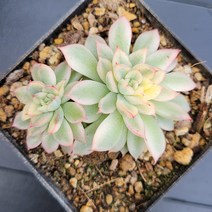 꽃다리 메비나금 56 다육식물 다육금 아이만배송