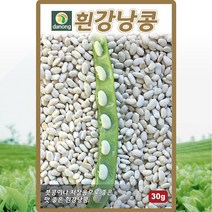 흰강낭콩 넝쿨성 씨앗 강낭콩 씨 종자 30g