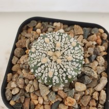 [메카다육]37-0621 슈퍼투구(실생 선인장)화분포함 다육식물 선인장 다육금 다육철화 두들레야 아프리카식물 코노피튬 하월시아 수입다육이 국민이