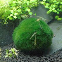 (특가)모스볼 (5~8cm) - (마리모 어항수초), 단품
