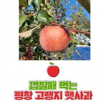 평창사과 껍질째먹는 고랭지사과 꿀사과 5kg 18-20과 내외 친환경사과, 상세페이지 참조