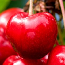 [충북농원] 스위트하트 체리 묘목 - 접목1년생특묘벚나무대목, 단품