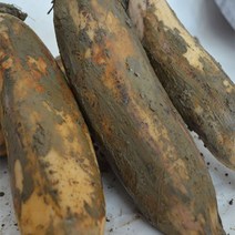 국내산 흙 연근 4kg, 1개