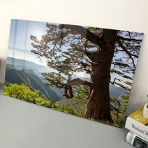 [천삼백케이] [꾸밈] ta559-아크릴액자금강송면의소나무(대형)