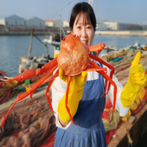 홍게 3kg 박달 자숙 홍개 게 찜 대게 제철 연지 산지직송, 홍게3kg B급 실속형(찜)(10마리내외), 1개