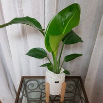 베스트플랜트 공기정화식물 키우기 쉬운 반려식물 중품 우드스탠드, 1개, 극락조+우드스탠드 중품