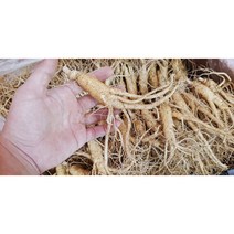 인삼 금산 국내산 수삼 파삼 실속형 5 6년근 햇수삼 300g 600g 1kg 뿌리 삼계탕 믹서용 원수삼, 600g(12-16뿌리)