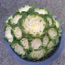 [수암다육] 컬러 로슈라리아 랜덤발송 Rosularia platyphylla 다육 다육이 다육식물