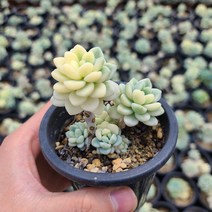 라울금 군생 다육식물