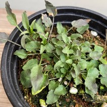 [다온야생화] W904 실잔대 (1포트 9cm)