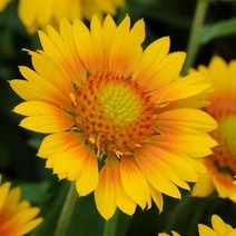 천인국 메사 고급왜성종 컬러선택(꽃씨앗 종자/ 10립)Gaillardia Mesa, 피치