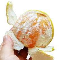 [제주특산품] 과즙팡팡 제주 황금향 가정용 선물센트, 가정용 2.5kg(20-30개)