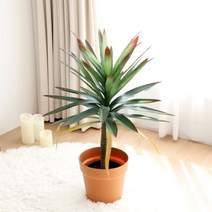 [천삼백케이] [조아트] 아가베 아테누아타 조화나무 화분 테킬라 용설란 80cm, 단품