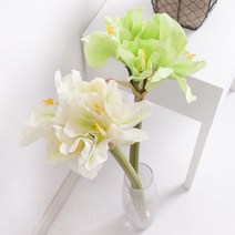 나이트아마릴리스가지o 79cm, 크림