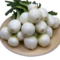 햇양파 잎양파 장아찌용 깐양파 다발양파 2kg 줄기, 잎양파 2kg