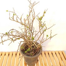 대형 홍 장수매화 일반 명자 나무 분재 정원 조경 인테리어 장수매 화분