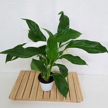 스파트필름 소 키우기 쉬운 실내 가습 화분 공기청정 _ 256589EA, 쿠팡 본상품선택