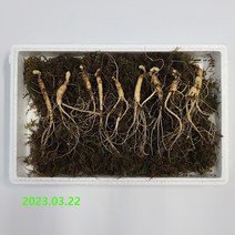창무산삼 산양삼 장뇌삼 산양산삼 강원도 횡성 6~18년근 (주문후 채심), 만5~6년근(10뿌리)