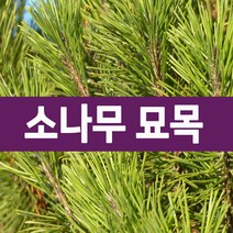[나무의모든것] 적송 실생1-2년생 포트묘(25cm)