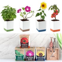 바질 해바라기 나팔꽃 방울토마토 재배키트 키우기 쉬운 반려식물 화분 텃밭세트, 나팔꽃 재배키트