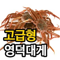 [영덕 강구항]영덕대게 고급형_수율70~80%/마리당380~400g, 5마리