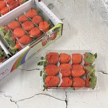 [산지직송] 생 딸기 달달한 하우스 설향 딸기 (대)사이즈, 500g, 2팩