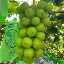 삼시세끼연구소 김천 고당도 샤인머스켓 망고 포도 청포도 씨없는포도 안심포장, 700g(1수), 1개