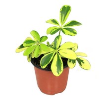 칼라 홍콩야자 (소) 공기정화 키우기 쉬운 생화 관엽 식물, 칼라홍콩야자(소)