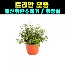 곰빵 트리안 실내공기정화식물 화장실 일산화탄소제거