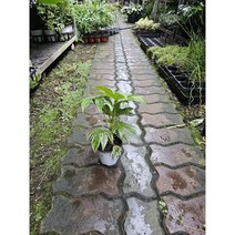 식물학박사 무늬팔손이 소품 반려식물 공기정화식물, 1개