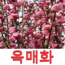 (성실G)옥매화(홍매화)겹매화 접목1년 3그루