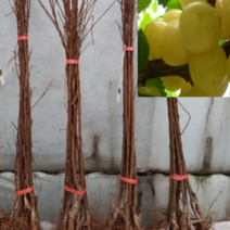 (G소망)화이트앵두나무묘목(키1.5mXR3cm) 1그루