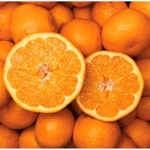 [10/4 발송] 산지직송 프리미엄 제주 효돈 노지 감귤, 노지 감귤 4.5kg (사이즈 혼합), 1개