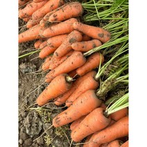 <길숙이농산>당근 흙 햇 국내산 쥬스용 주스용, 햇당근(상) – 10kg, 1개” class=”wr-img”></a></div>
</p></div>
</p></div>
</p></div>
<div class=