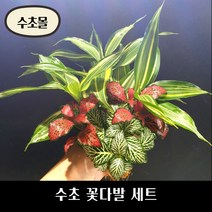 [수초몰] 수초 꽃다발 세트, 수초꽃다발세트(산드리아3촉+핑크스타2촉+화이트스타1촉)