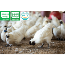 <부화용> [[[농림식품부 표창 수상]]] 유기축산물인증(organic) 동물복지인증 백봉오골계 종란 <부화용>, 40구, 1개” class=”wr-img”></a></div>
</p></div>
</p></div>
</p></div>
<div class=