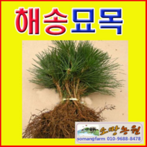 (A소망)해송 묘목(키 약1미터) 1그루