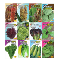 흰민들레 참취 취나물 엇갈이 봄배추 도라지 브로콜리 수수 곰취 씨 씨앗 종자, 백경민들레