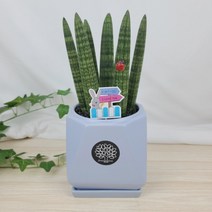 플라워앤곰 스투키(본쉘) [원팔각화분] 천청색 1개