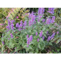 방아씨앗 100립 (종자용)/방아잎씨앗/배초향씨앗/국내산