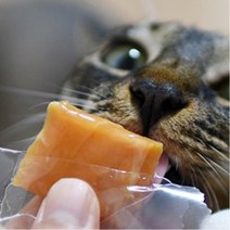 건어포 트릿 아기고양이 참치간식 스낵 그레이비 건강관리 입맛 영양 아픈이빨 기호성, 1개