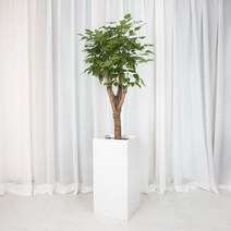 녹보수 대형 거실 카페 식물 실내인테리어 화분선물 선물용 가정용 집에서키우기쉬운식물, 06.녹보수+01.흰색 직사각형, 06.녹보수, 01.흰색 직사각형