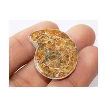 Generic 달팽이 수석 희귀석 장식품 삼엽충 암모나이트 화석