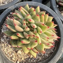 [올식스] 골드라벨철화 다육식물 플랜테리어 반려식물 공기정화식물 개업화분