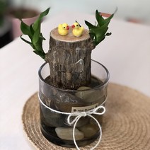 수경재배 반려식물 천연가습기 행운목 키우기 DIY 세트